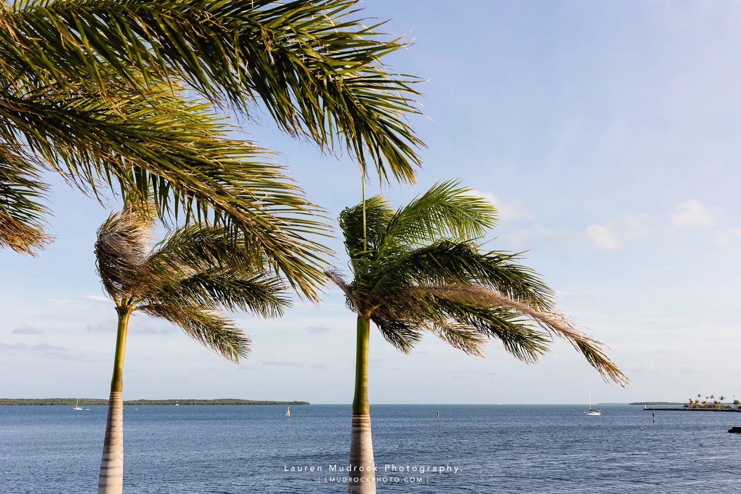 Playa Del Largo palm trees
